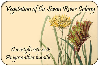 Swan River Vegetation - Conostylis and Anigozanthos